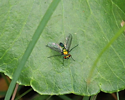 [The fly is perched on a green leaf. The front section of the body is gold. The back section is greenish-blue with black stripes around the body at regular intervals.The fly's brown eyes are visible on the front of its head. ]